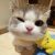 Mr.Cat Mr.Cat