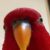 Red Birb Red Birb